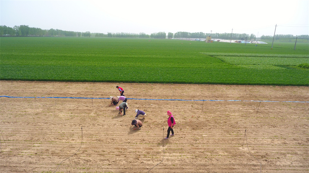 農(nóng)民在山東省聊城市茌平區(qū)賈寨鎮(zhèn)賈寨前村田間給種植的中藥材除草（無人機(jī)照片）。