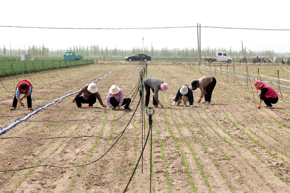 4月17日，農(nóng)民在山東省聊城市茌平區(qū)賈寨鎮(zhèn)賈寨前村田間給種植的中藥材除草。