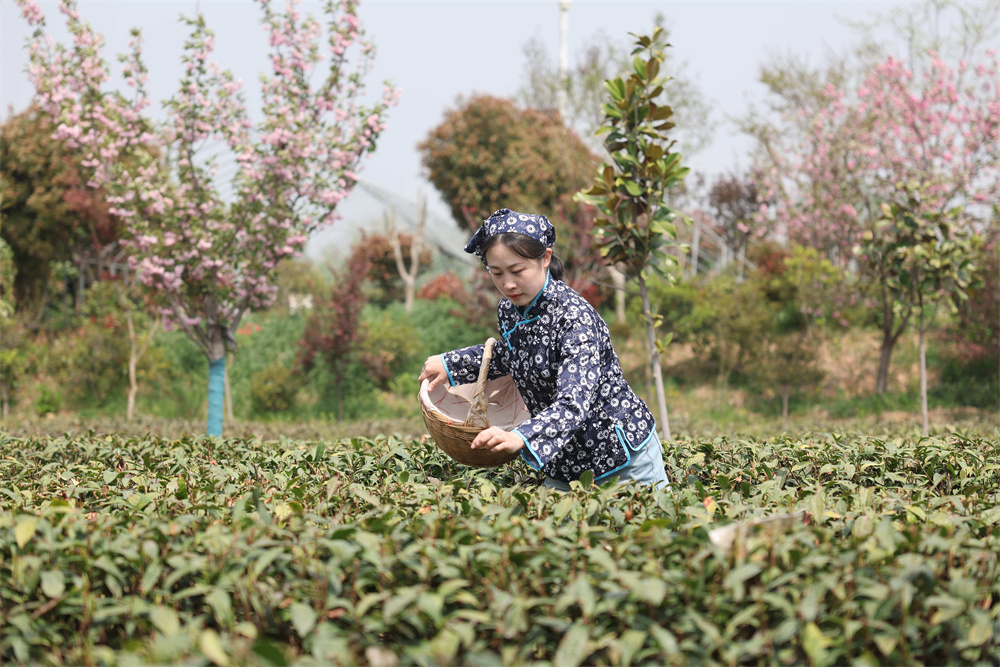 2025年4月18日，在山東省日照市后村鎮(zhèn)蔡家官莊村，茶農(nóng)在茶園里采摘春茶。