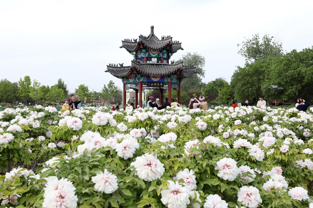 菏澤曹州牡丹園里鮮花盛開(kāi)。人民網(wǎng)記者 劉祺攝