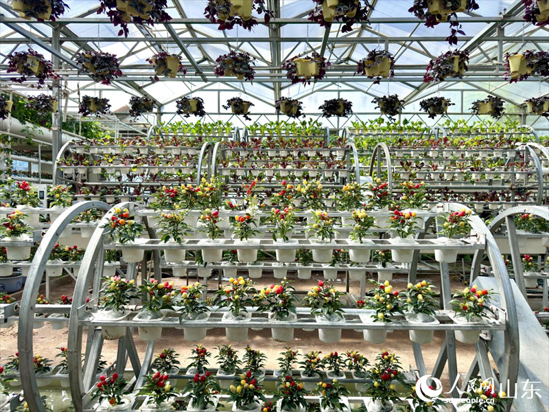 轉(zhuǎn)動式栽培。人民網(wǎng) 鄭昕橋攝