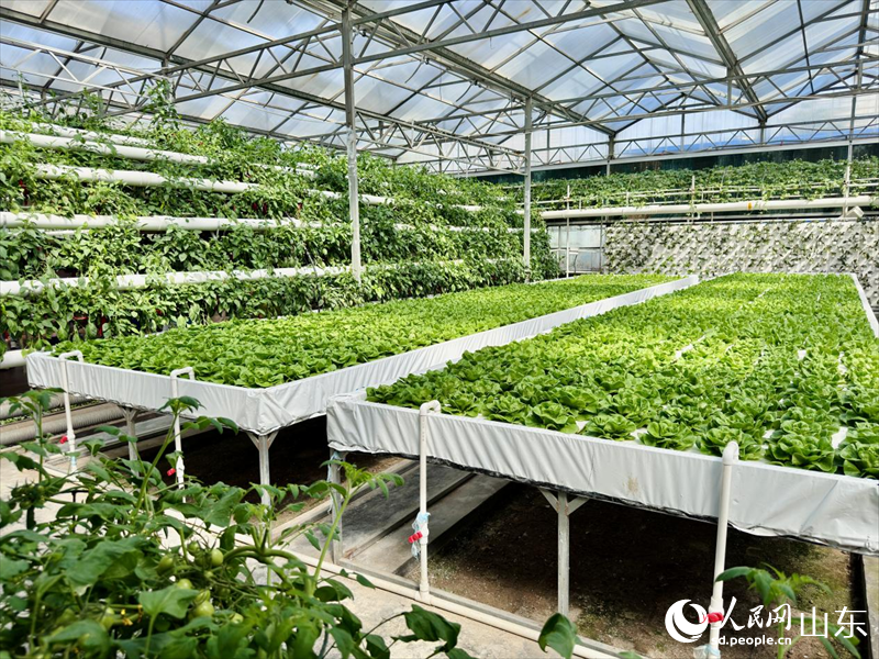 葉菜工廠化生產(chǎn)區(qū)。人民網(wǎng) 鄭昕橋攝