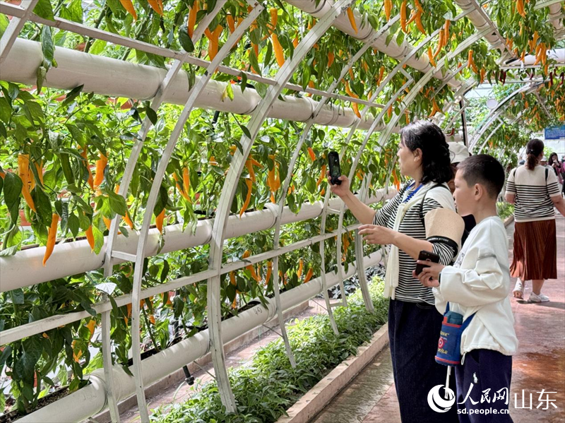 游客正在蔬菜前駐足觀賞。人民網(wǎng) 鄭昕橋攝
