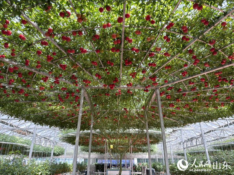 水培西紅柿。人民網(wǎng) 鄭昕橋攝