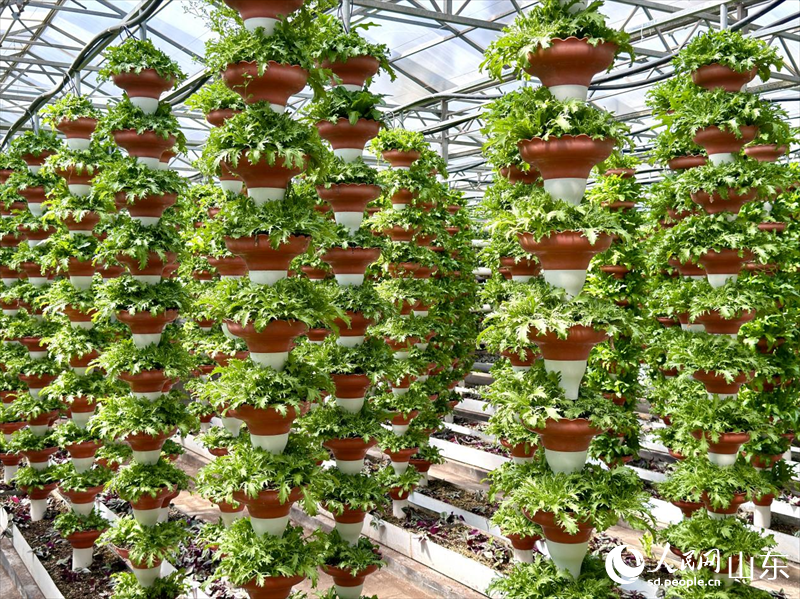 疊碗式立柱栽培。人民網(wǎng) 鄭昕橋攝
