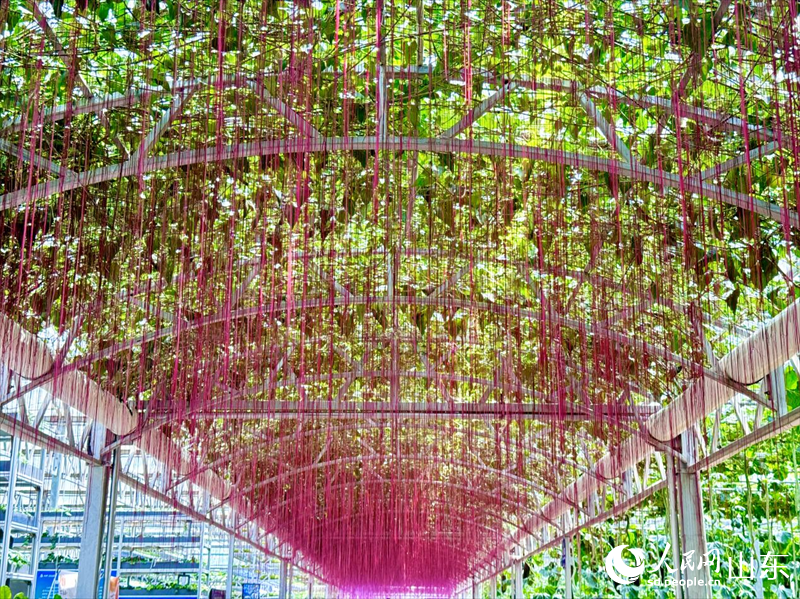 錦屏藤長廊。人民網(wǎng) 鄭昕橋攝