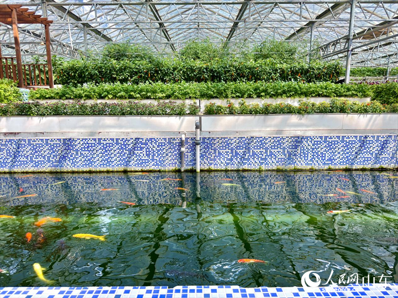 魚菜共生系統(tǒng)。人民網(wǎng) 鄭昕橋攝