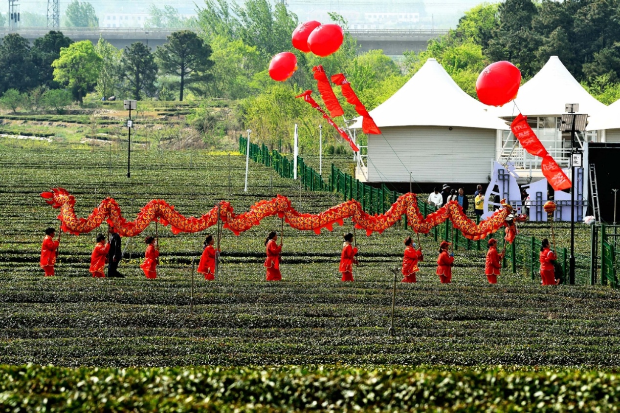 開園當(dāng)日，群眾們在茶園里舞龍慶祝。丁斌攝