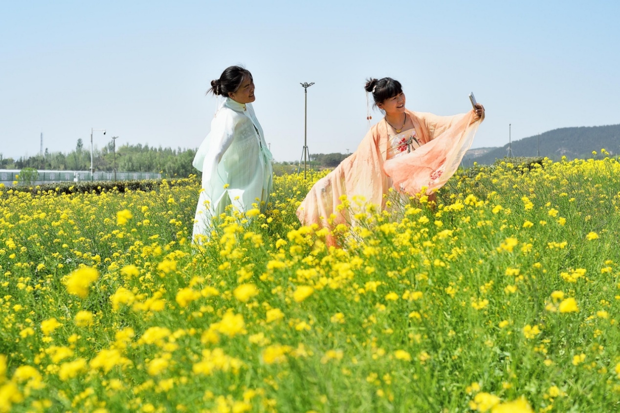 云隱小鎮(zhèn)金黃燦爛的油菜花已到最佳觀賞期，游客們在此打卡留念。丁斌攝