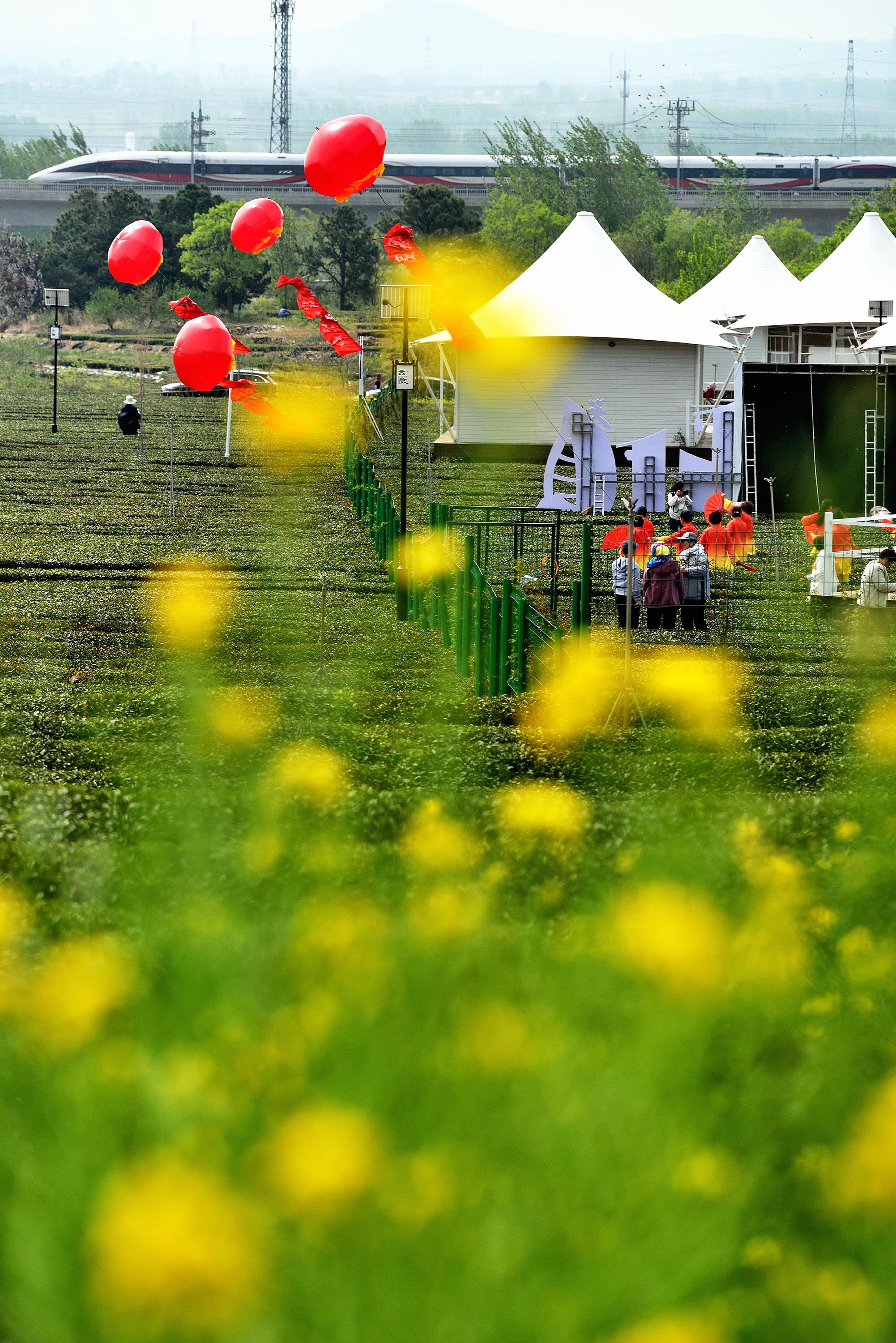 在日照市嵐山區(qū)巨峰鎮(zhèn)云隱小鎮(zhèn)，金色的油菜花把茶園襯托得更加明艷動(dòng)人。丁斌攝