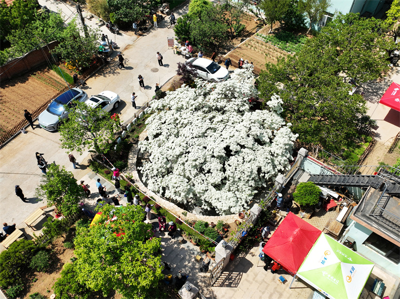2025年4月25日，在山東省青島市城陽區(qū)夏莊街道少山社區(qū)車家溝拍攝的盛開的流蘇古樹“四月雪”。