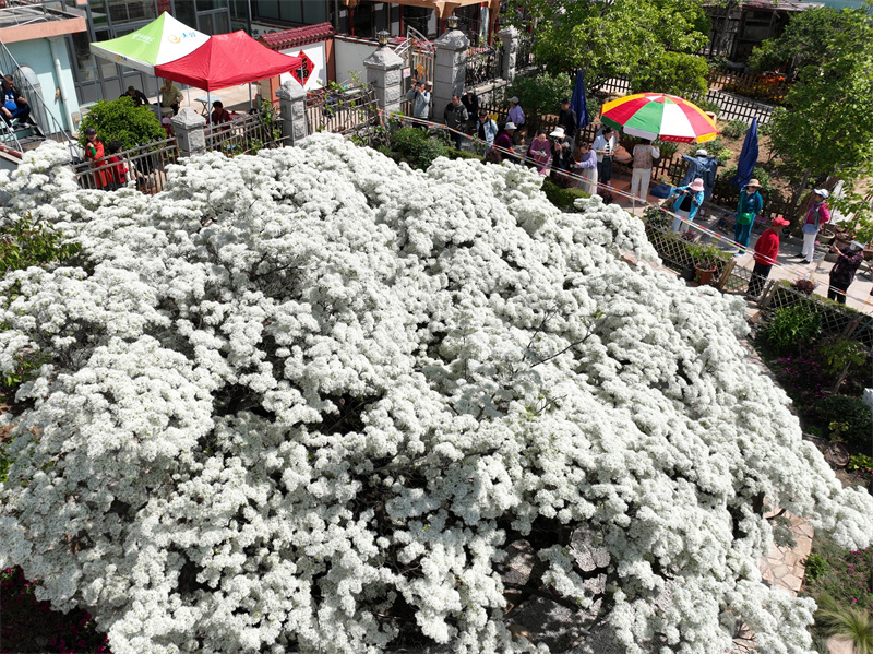 在山東省青島市城陽區(qū)夏莊街道少山社區(qū)車家溝拍攝的盛開的流蘇古樹“四月雪”。