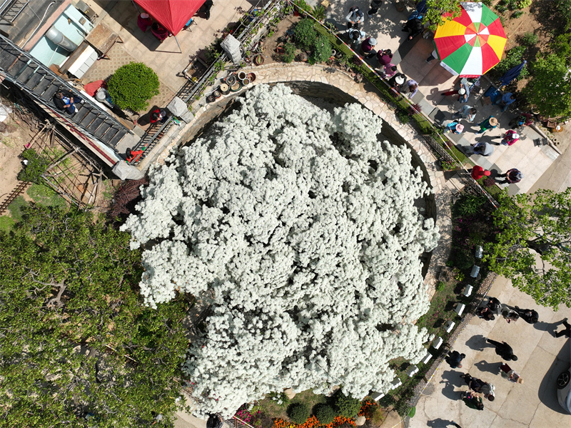 在山東省青島市城陽區(qū)夏莊街道少山社區(qū)車家溝拍攝的盛開的流蘇古樹“四月雪”。
