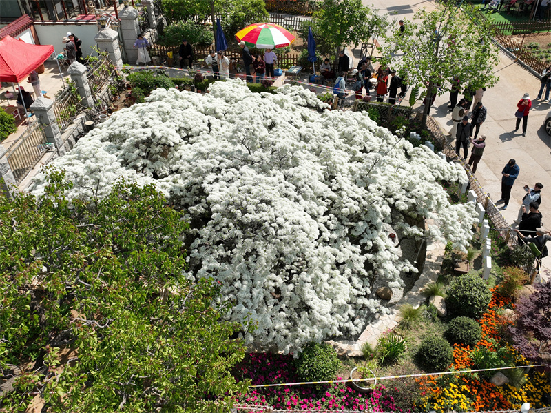 在山東省青島市城陽區(qū)夏莊街道少山社區(qū)車家溝拍攝的盛開的流蘇古樹“四月雪”。