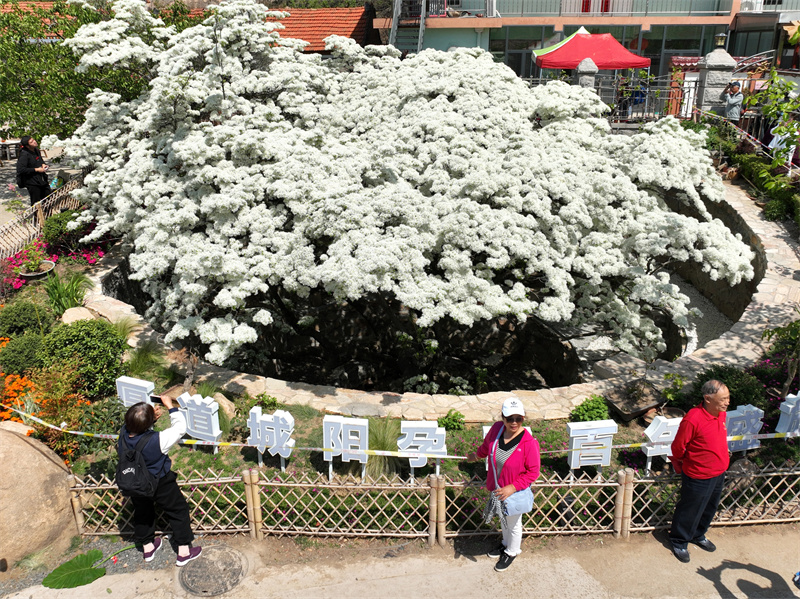 游客在山東省青島市城陽區(qū)夏莊街道少山社區(qū)車家溝與流蘇古樹合影拍照。
