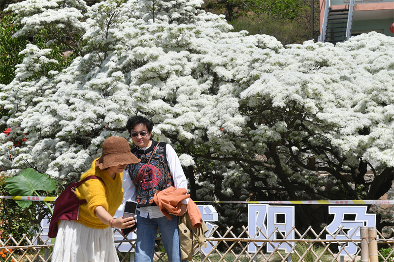 游客在山東省青島市城陽區(qū)夏莊街道少山社區(qū)車家溝盛開的流蘇古樹前拍照。