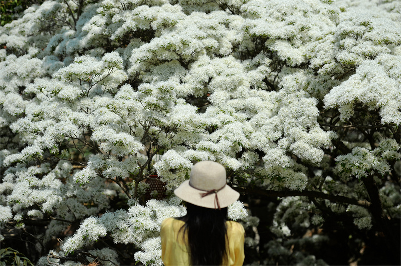 游客在山東省青島市城陽區(qū)夏莊街道少山社區(qū)車家溝盛開的流蘇古樹前拍照。