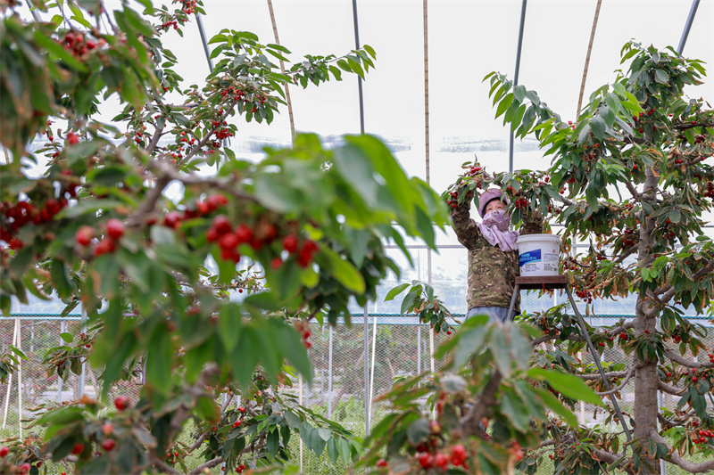 山東茌平:櫻桃喜豐收 映紅富民路