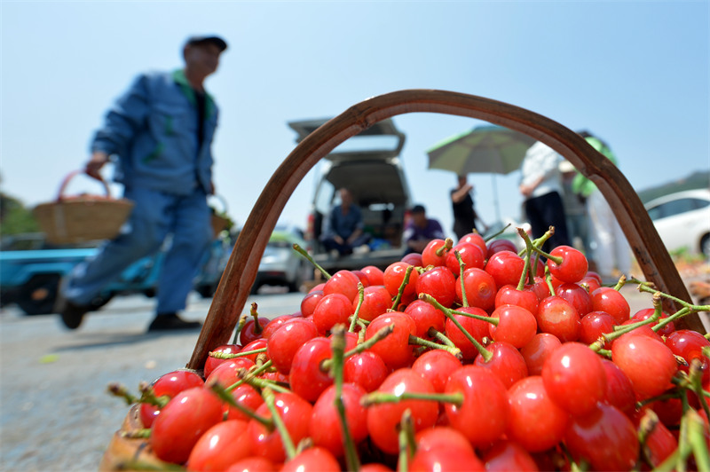 2025年5月11日，在山東省青島市城陽區(qū)夏莊街道山色峪鄉(xiāng)村振興齊魯樣板省級片區(qū)市場，村民擺放櫻桃進行銷售。