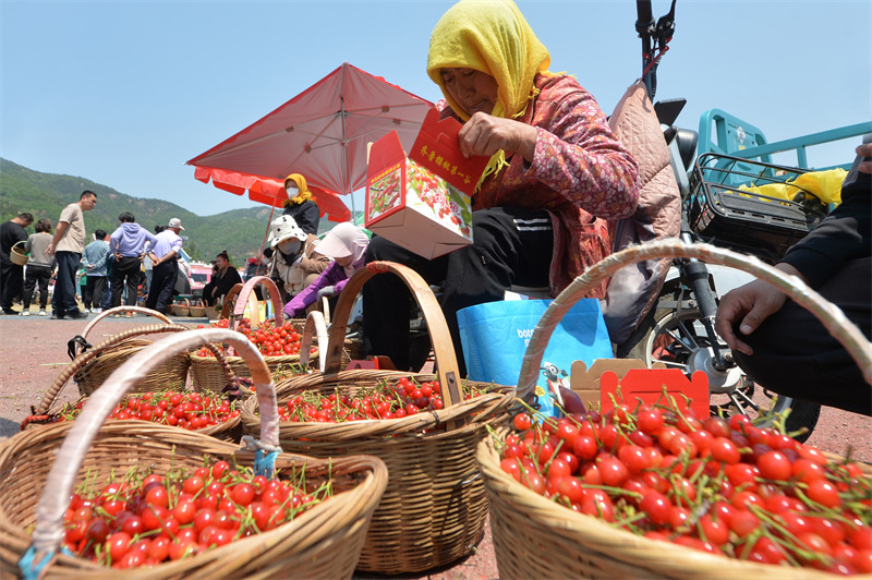 2025年5月11日，在山東省青島市城陽區(qū)夏莊街道山色峪鄉(xiāng)村振興齊魯樣板省級片區(qū)市場，村民擺放櫻桃進行銷售。