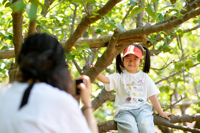 2025年5月11日，在山東省青島市城陽區(qū)夏莊街道山色峪鄉(xiāng)村振興齊魯樣板省級片區(qū)饗食農場，小朋友在櫻桃園游玩拍照。