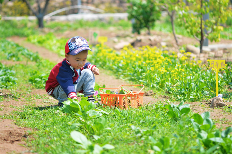 2025年5月11日，在山東省青島市城陽區(qū)夏莊街道山色峪鄉(xiāng)村振興齊魯樣板省級片區(qū)饗食農場，小朋友在蔬菜區(qū)游玩采摘。