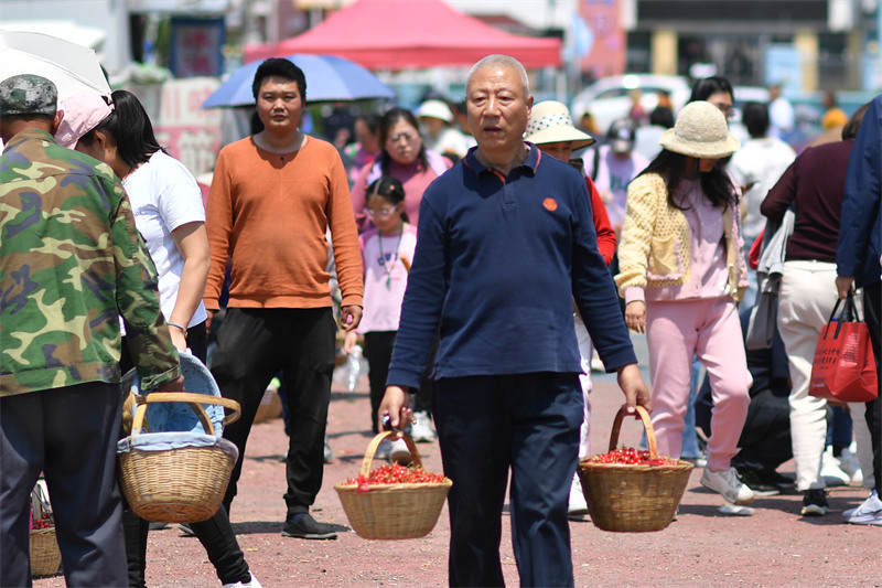 2025年5月11日，在山東省青島市城陽區(qū)夏莊街道山色峪鄉(xiāng)村振興齊魯樣板省級片區(qū)市場，村民在運送采摘的櫻桃。