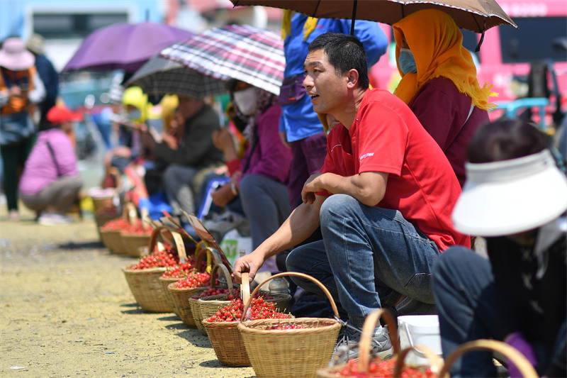 2025年5月11日，在山東省青島市城陽區(qū)夏莊街道山色峪鄉(xiāng)村振興齊魯樣板省級片區(qū)市場，村民將豐收的櫻桃擺放銷售。