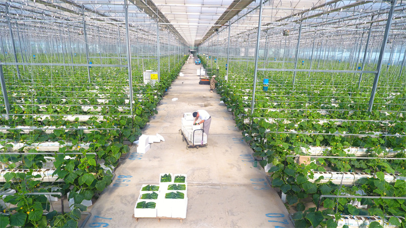 5月20日，在山東省聊城市茌平區(qū)賈寨鎮(zhèn)耿店村現(xiàn)代農(nóng)業(yè)科技示范園，村民在采摘黃瓜。（無人機(jī)照片）