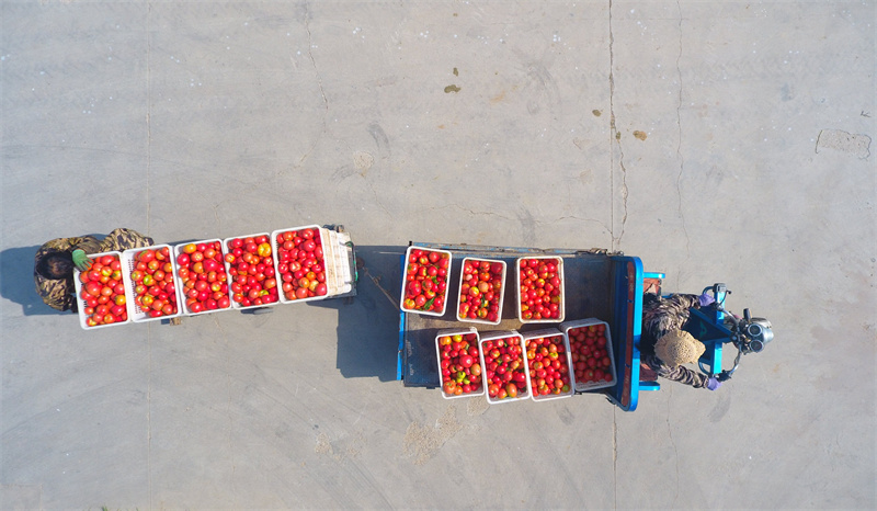 5月20日，在山東省聊城市茌平區(qū)賈寨鎮(zhèn)耿店村現(xiàn)代農(nóng)業(yè)科技示范園，工人們在運(yùn)輸采摘的西紅柿。（無人機(jī)照片）