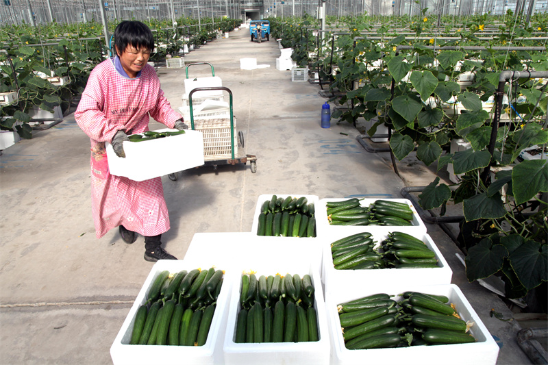 5月20日，在山東省聊城市茌平區(qū)賈寨鎮(zhèn)耿店村現(xiàn)代農(nóng)業(yè)科技示范園，工人在采摘黃瓜。