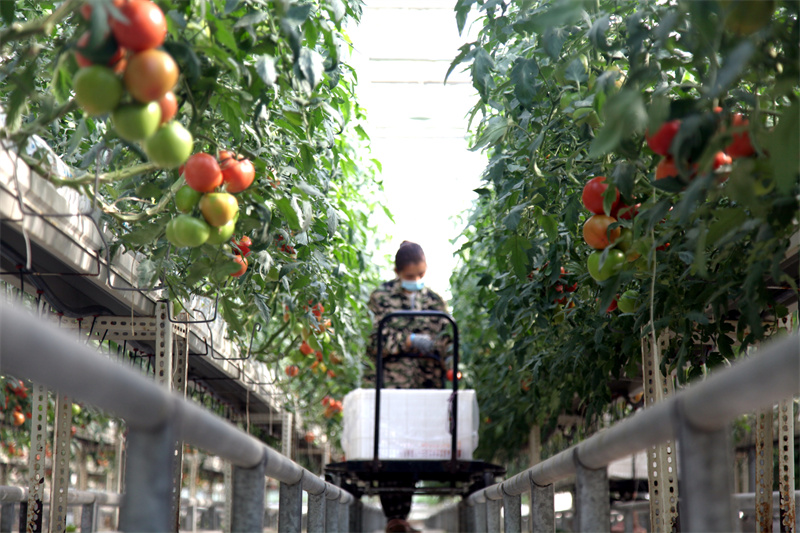 5月20日，在山東省聊城市茌平區(qū)賈寨鎮(zhèn)耿店村現(xiàn)代農(nóng)業(yè)科技示范園，工人在采摘西紅柿。