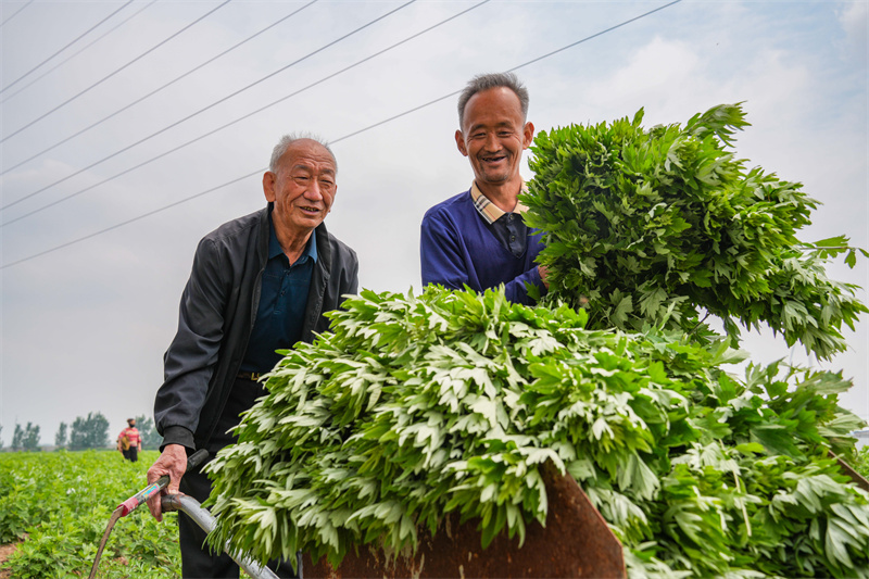 2025年5月23日，在山東省樂陵市花園鎮(zhèn)關(guān)王堂村艾草種植基地，當(dāng)?shù)卮迕裨谑斋@艾草。