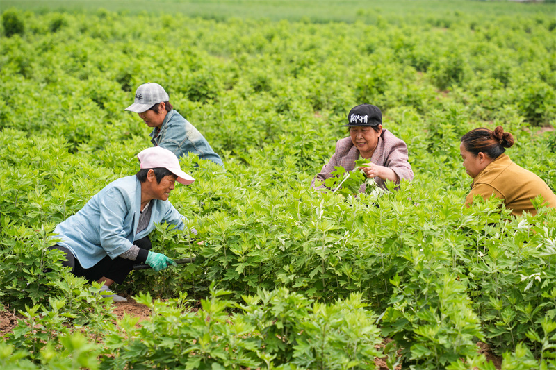 2025年5月23日，在山東省樂陵市花園鎮(zhèn)關(guān)王堂村艾草種植基地，當(dāng)?shù)卮迕裨谑斋@艾草。