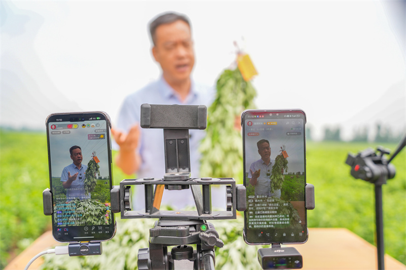 2025年5月23日，在山東省樂陵市花園鎮(zhèn)關(guān)王堂村艾草種植基地，當(dāng)?shù)鼐W(wǎng)紅“村支書”田間現(xiàn)場(chǎng)直播助農(nóng)銷售艾草。