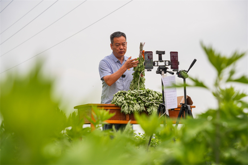2025年5月23日，在山東省樂陵市花園鎮(zhèn)關(guān)王堂村艾草種植基地，當(dāng)?shù)鼐W(wǎng)紅“村支書”田間現(xiàn)場(chǎng)直播助農(nóng)銷售艾草。
