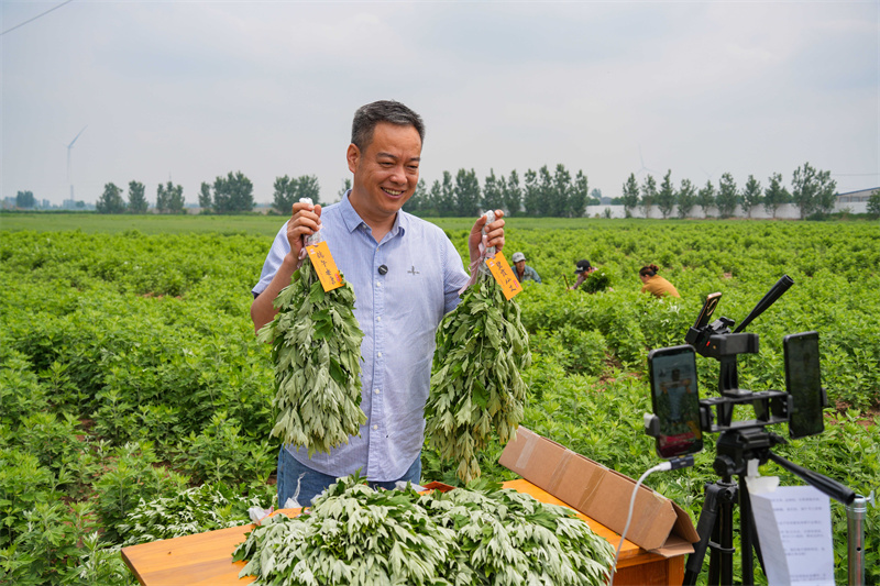 2025年5月23日，在山東省樂陵市花園鎮(zhèn)關(guān)王堂村艾草種植基地，當(dāng)?shù)鼐W(wǎng)紅“村支書”田間現(xiàn)場(chǎng)直播助農(nóng)銷售艾草。