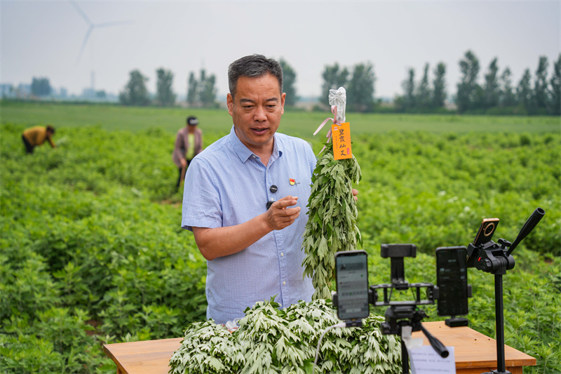 2025年5月23日，在山東省樂陵市花園鎮(zhèn)關(guān)王堂村艾草種植基地，當(dāng)?shù)鼐W(wǎng)紅“村支書”田間現(xiàn)場(chǎng)直播助農(nóng)銷售艾草。