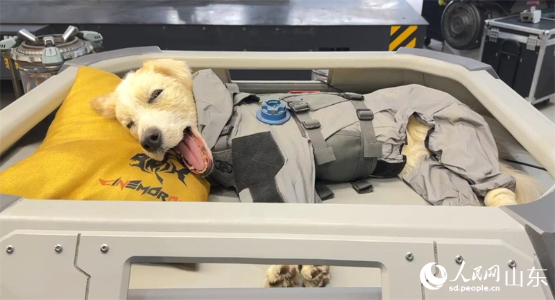 特效工作室為電影打造的仿生機(jī)械狗“塔塔”。人民網(wǎng) 鄭昕橋攝