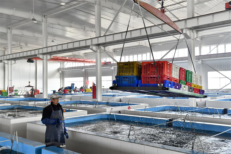 從凈化池中打撈凈化好的牡蠣。乳山市委宣傳部供圖