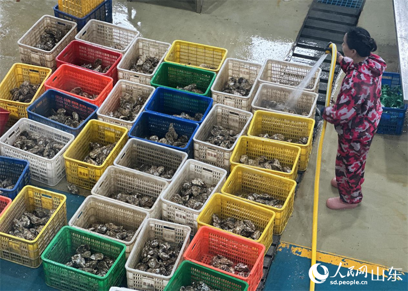 車間里工人正在對牡蠣進(jìn)行二次沖洗。人民網(wǎng) 喬姝攝