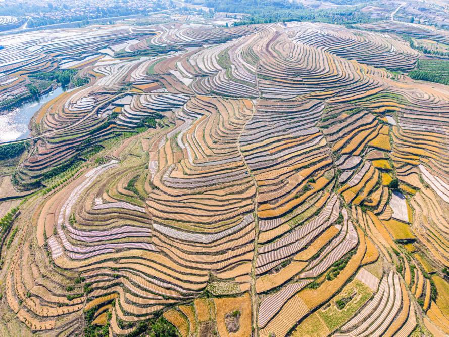 五蓮梯田20250520-62