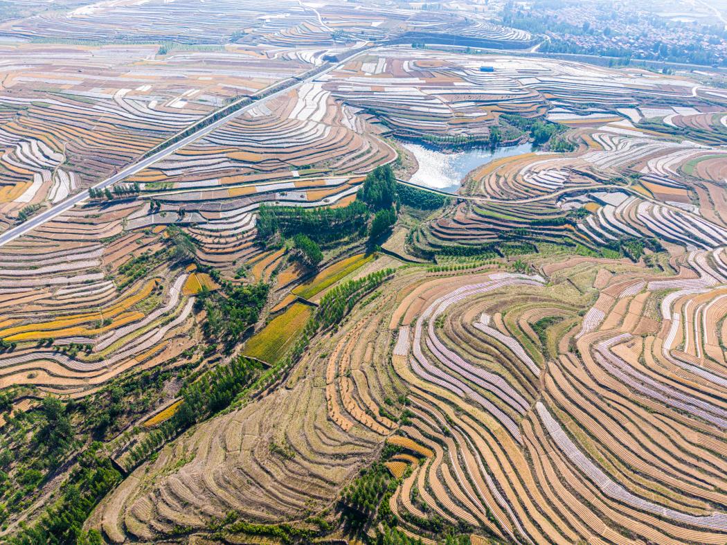 五蓮梯田20250520-63