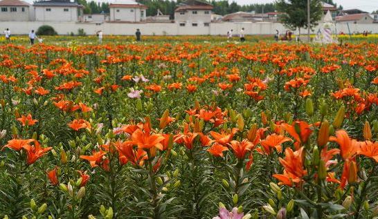  槐蔭著力打造“泉在濟南·享來槐蔭”消費新亮點