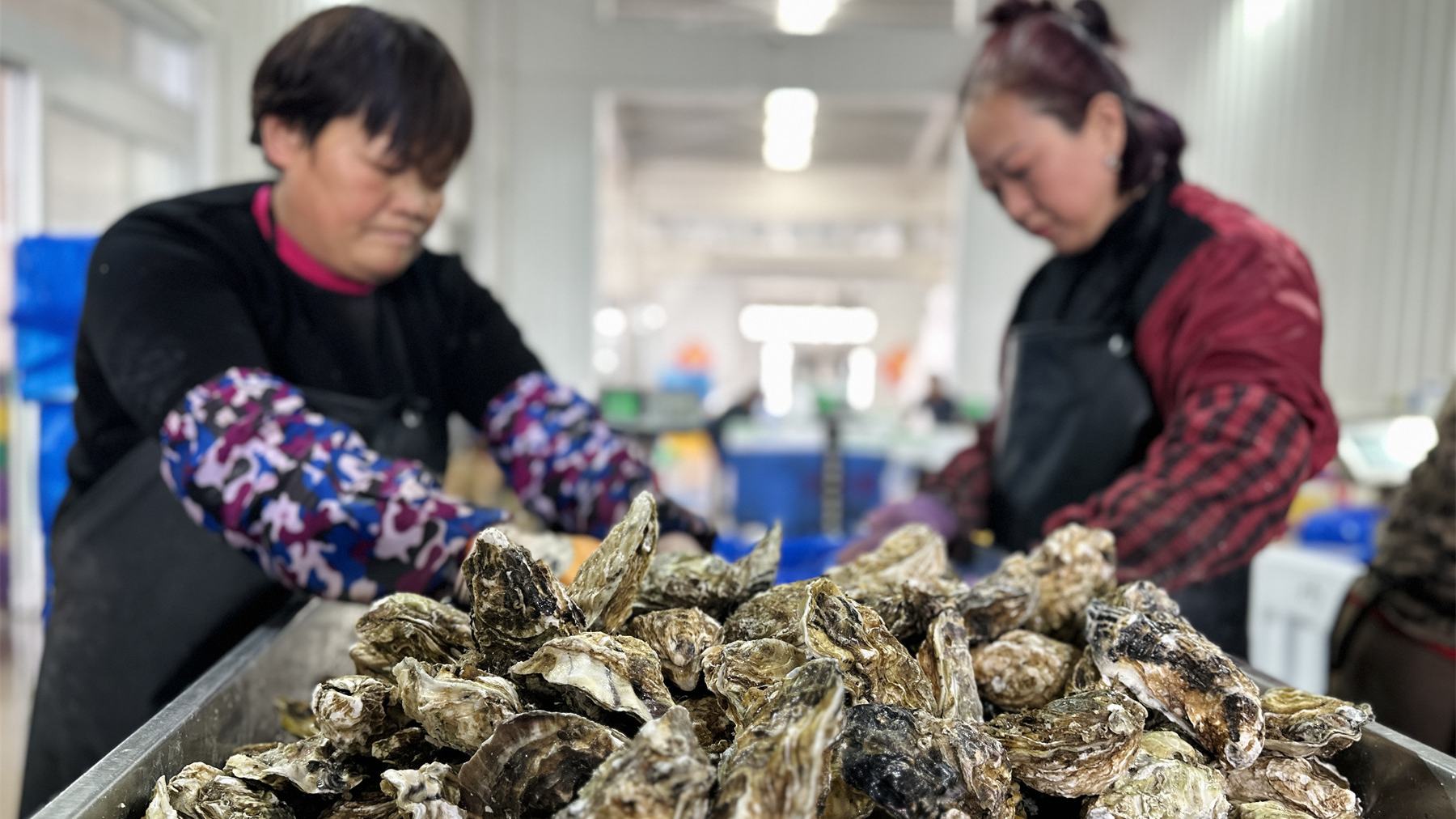 車間工人正在分揀牡蠣。人民網(wǎng) 喬姝攝