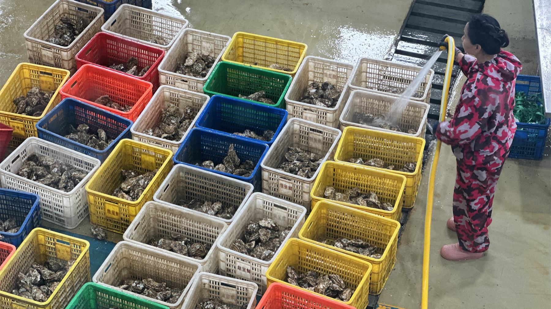 車間里工人正在對牡蠣進(jìn)行二次沖洗。人民網(wǎng) 喬姝攝
