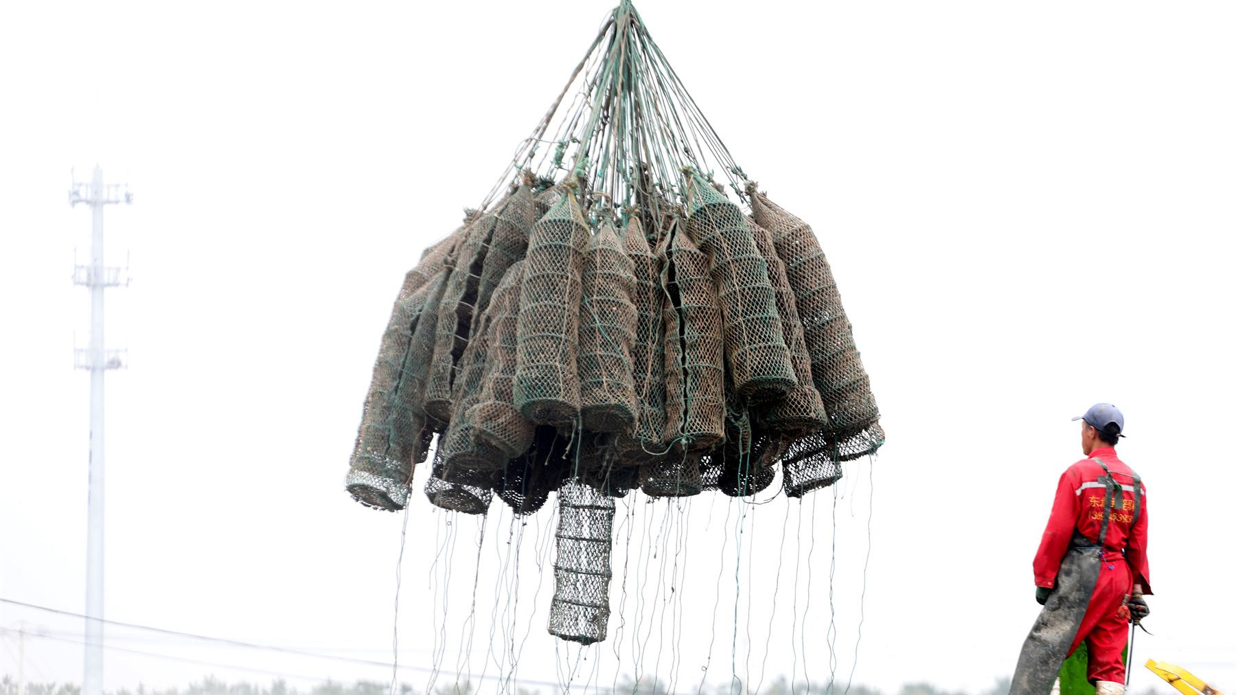 牡蠣打撈。