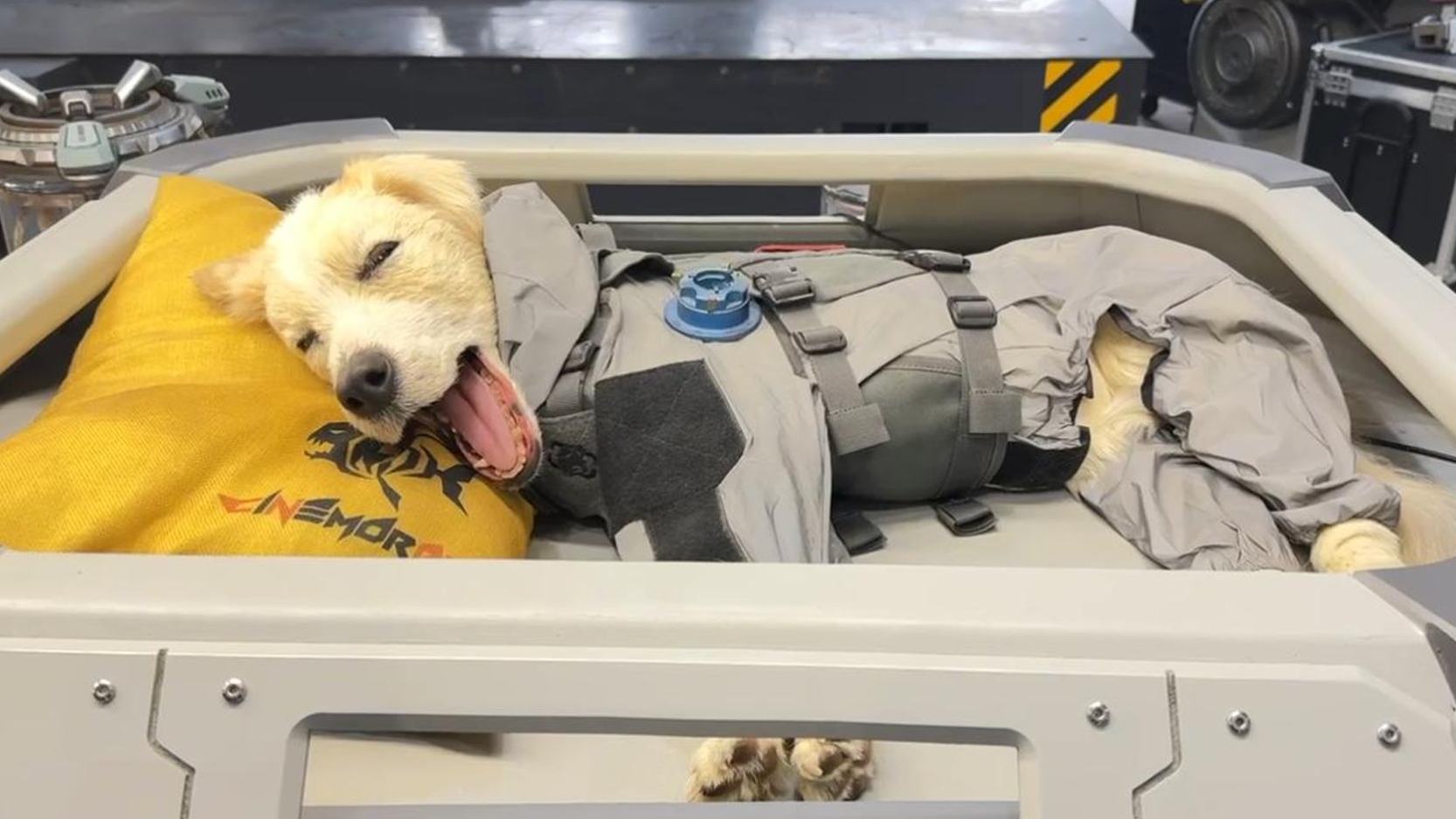 特效工作室為電影打造的仿生機(jī)械狗“塔塔”。人民網(wǎng) 鄭昕橋攝