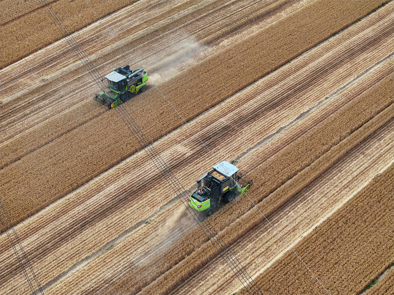 農(nóng)民在山東省聊城市茌平區(qū)樂平鋪鎮(zhèn)的麥田里收獲小麥。