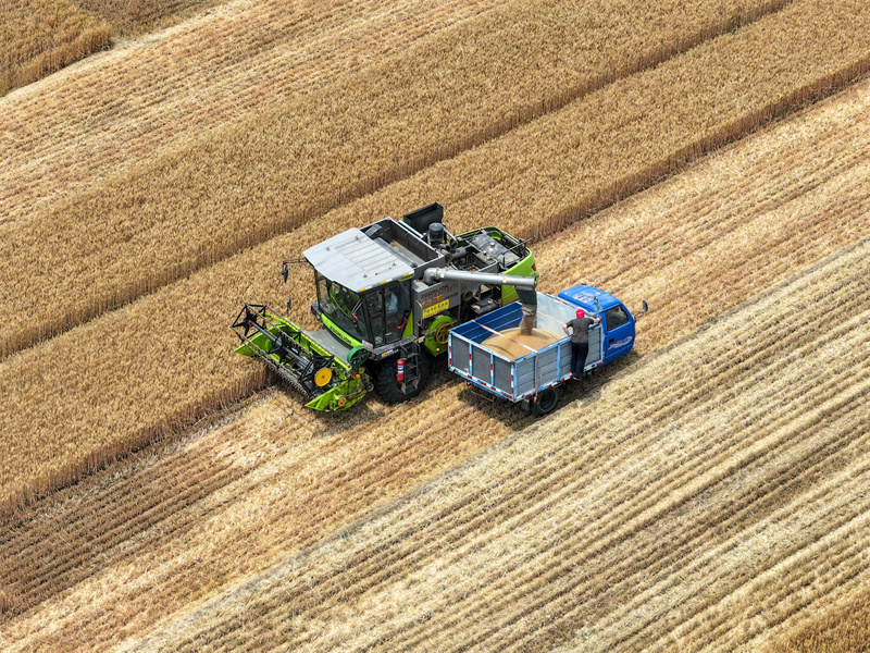 農(nóng)民在山東省聊城市茌平區(qū)樂平鋪鎮(zhèn)的麥田里收獲小麥。